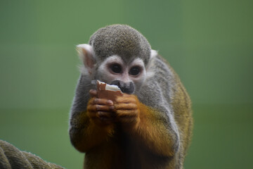 Squirrel monkey eating egg green background
