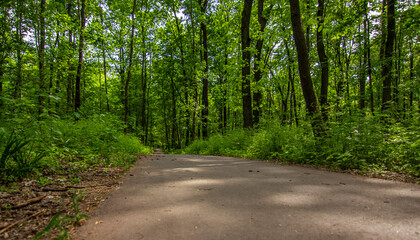 An asphalt bike path in a dense forest, leading into a dense dense forest in sunny weather during the day. Wellness, cycling, running, quality asphalt