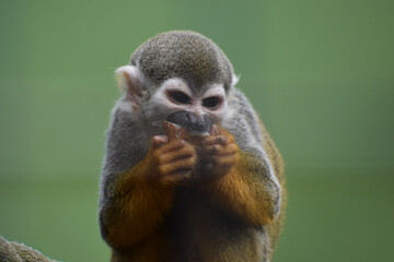 Squirrel monkey eating egg green background