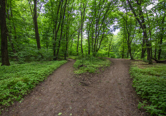 Dirt bike path in a dense forest, leading into a dense dense forest in sunny weather during the day. Wellness, cycling, running, gravel road