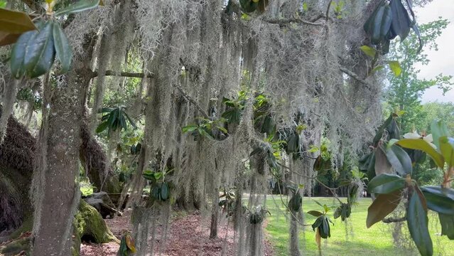 Spanish moss tree seen swaying in a gentle breeze