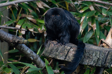 black monkey sitting on tree stump looking at you