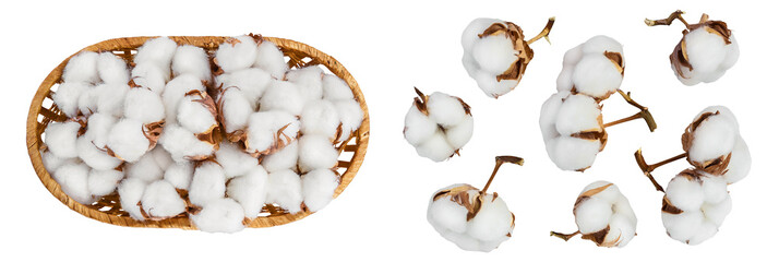 Cotton plant flower in a wicker basket isolated on white background with  full depth of field. Top view. Flat lay