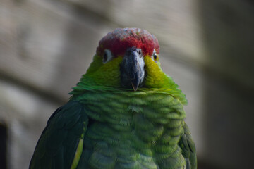Lilacine amazon exotic bird headshot