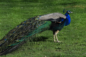 Fototapeta premium peacock exotic bird 