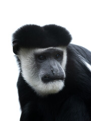 mantled guereza isolated on white background