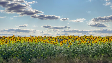 Blooming sunflower field during summer day with white clouds movement. Ukraine.