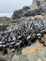 Muscles on a Rock