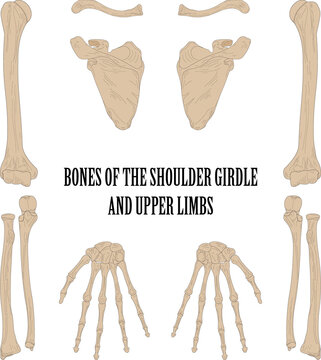 Bones of the shoulder girdle and upper limbs.