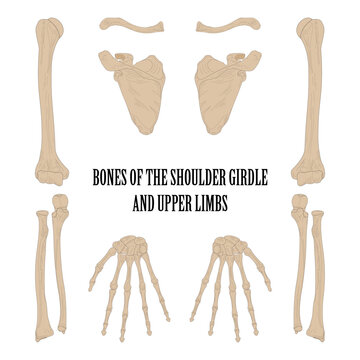 Bones of the shoulder girdle and upper limbs.