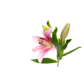 Colorful lily flowers on a white background