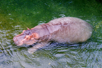 hippopotames 