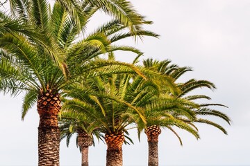 A sunny summer day at the beach with four exotic palm trees swaying in the tropical weather, their lush green leaves providing a warm beach vibe. Summer season vacation concept.