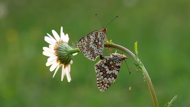 Beautiful Melitaea phoebe butterflies in copula on a meadow in spring