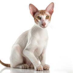 Oriental Shorthair cat isolated on white background. Generative AI