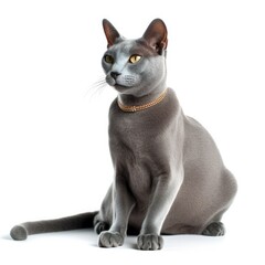 Russian Blue cat isolated on white background. Generative AI