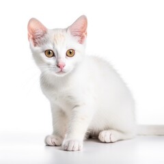 Fototapeta premium Serrade Petit cat cat isolated on white background. Generative AI