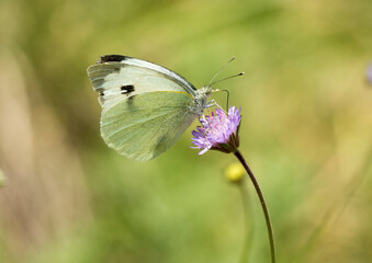 A large white (Pieris brassicae) nectaring on a purple flower