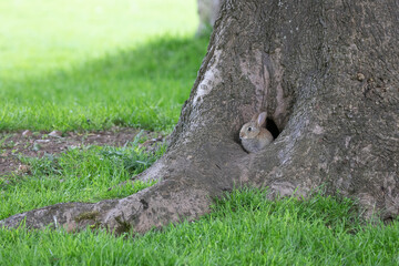 Fototapeta na wymiar baby rabbit in the tree 