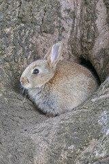 Naklejka na ściany i meble rabbit in the tree 