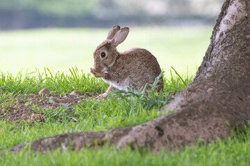 Naklejka na ściany i meble rabbit in a meadow