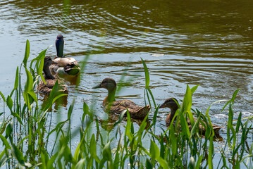 Mallard Ducks Swimming In The Pond In Summer