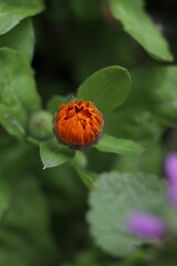 close-up photo of Calendula bud