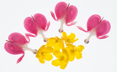 pink and yellow flowers for banner background