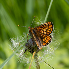 marsh fritillary butterfly on a flower