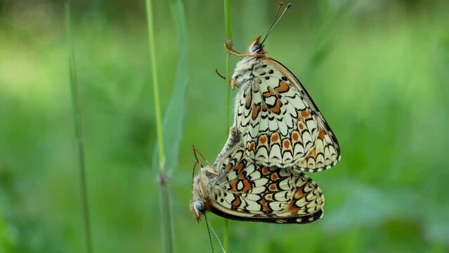 Beautiful Melitaea phoebe butterflies in copula on a meadow in spring