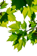 Ahornblätter an einem Zweig,gegen einen hellen Hintergrund