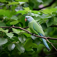 Obraz premium Serene Indian Ringneck Parakeet in a Tranquil Garden Setting