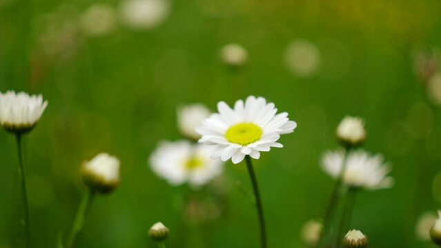Chamomile field flowers. Beautiful nature scene with blooming medical chamomilla at calm sunny day. Alternative medicine Spring Daisy. Wildflowers concept. Warm meadow. Summer background. Slow motion