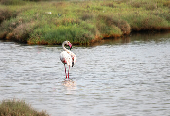 The permanent guests of Izmir urban forest are flamingos