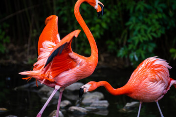 Erhabener Flamingo 