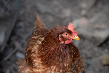 Close up of a domestic brown chicken photographed in front of the ground. The animal looks to the side. The background is gray with space for text.
