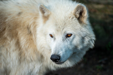 Fesselnde Augen eines Wolfs