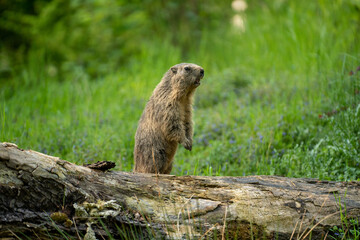 Wachsames Murmeltier