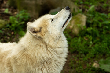 Heulender Wolf