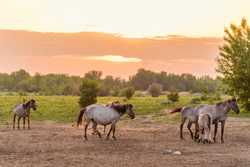 Naklejka na ściany i meble Herd of wild Konik horses at spring during the sunset in Jelgava, Latvia