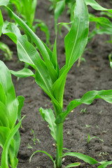 young corn sprout growing in the garden outdoors,