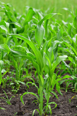 Obraz premium young corn sprout growing in the garden outdoors,