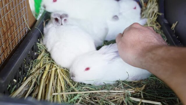 Cute white baby rabbits in a cage. breeding rabbits on the farm.