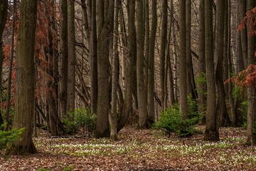 early spring forest natural landscape with first flowers wood anemones