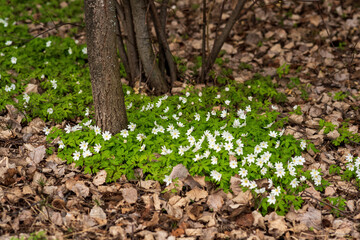 first spring flowers wood anemones among the dry foliage in the forest