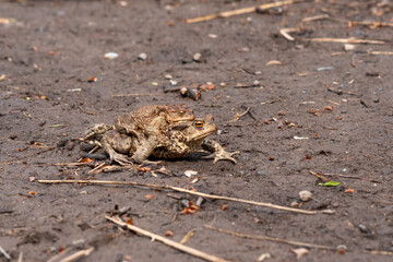 couple of common toads in amplexus moving towards a breeding site