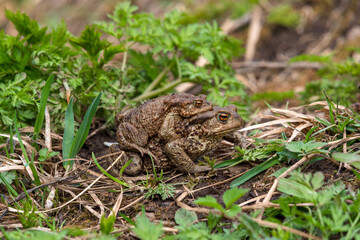 pair of common toads in amplexus among the grass