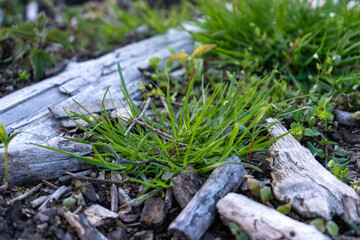 Neues Leben wächst auf totem Holz