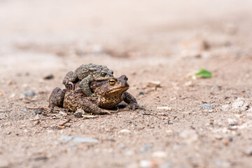pair of common toads in amplexus on the sandy shore of a pond