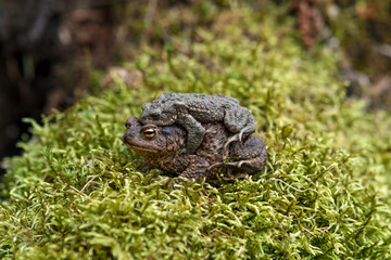 couple of common toads in amplexus among moss